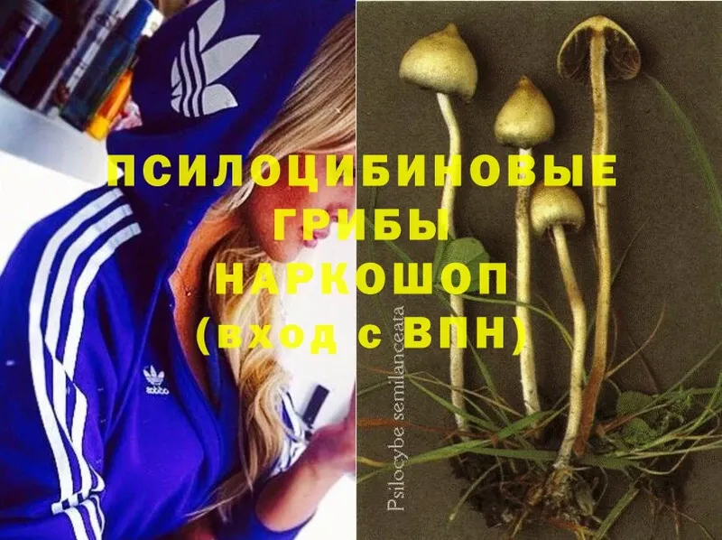 Псилоцибиновые грибы Cubensis  Красногорск 